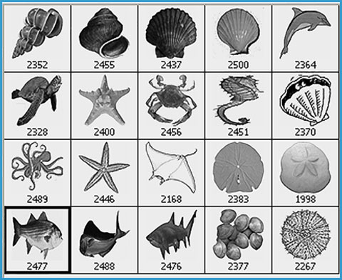 sea shells Photoshop brushes
