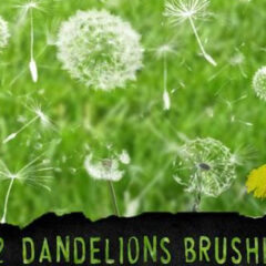 22 Dandelions Photoshop Brushes