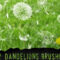 22 Dandelions Photoshop Brushes