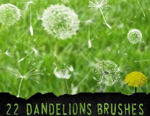 dandelions Photoshop brushes 