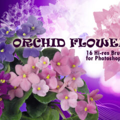 16 Orchid Flower Photoshop Brushes