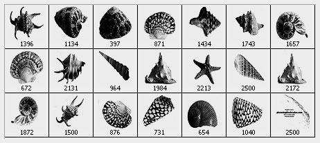 sea shells Photoshop brushes