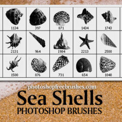 Sea Shells Free Photoshop Brushes