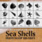 Sea Shells Free Photoshop Brushes