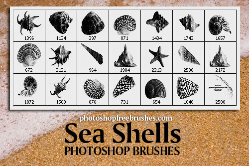 sea shells Photoshop brushes