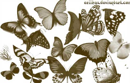 butterfly photoshop brushes