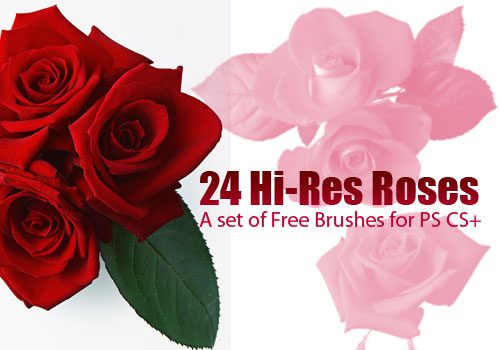 24 Extra-Large Rose Photos as Photoshop Brush Set