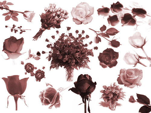 rose photoshop brushes