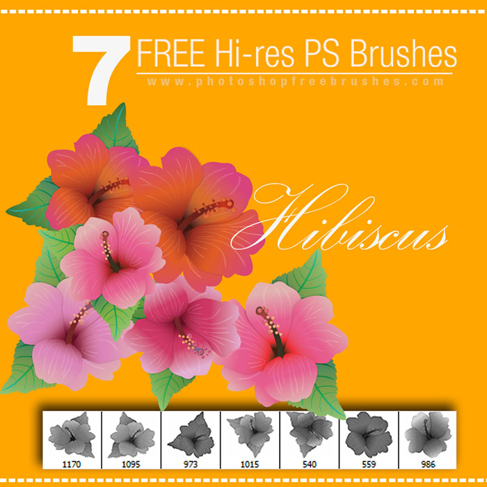 hibiscus brushes 
