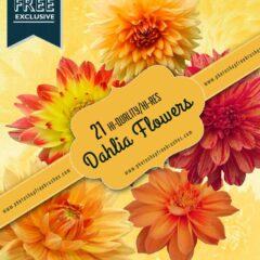21 Tropical Dahlia Flower Photoshop Brushes