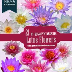 21 High-Res Lotus Flower Photoshop Brushes