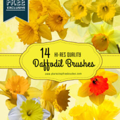 14 Cheerful Daffodil Flower Brushes