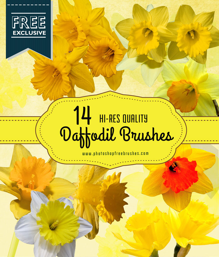 daffodil flower brushes
