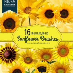16 Realistic Sunflower Photoshop Brushes