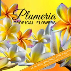 13 Tropical Plumeria Flower Brushes
